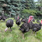Whole Turkey
