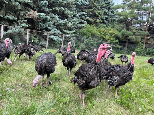 Whole Turkey